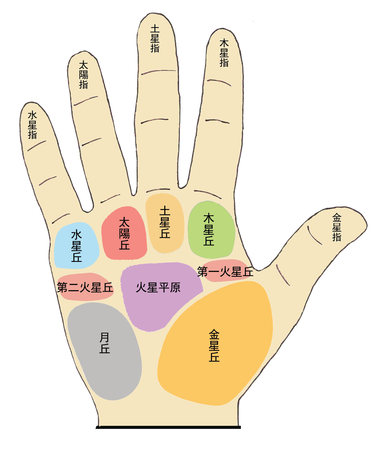 各手指及掌丘 - 金子元 風水.命理.玄學顧問